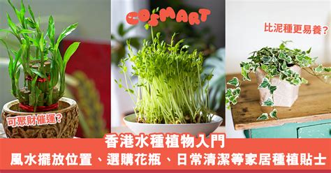 芙蓉 風水|芙蓉種植風水：何處擺放最旺宅？